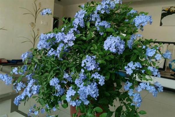 蓝雪花能不能过冬，放在室内可安全过冬