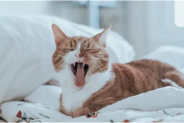 猫总打喷嚏的原因，主要包含季节因素、装修等