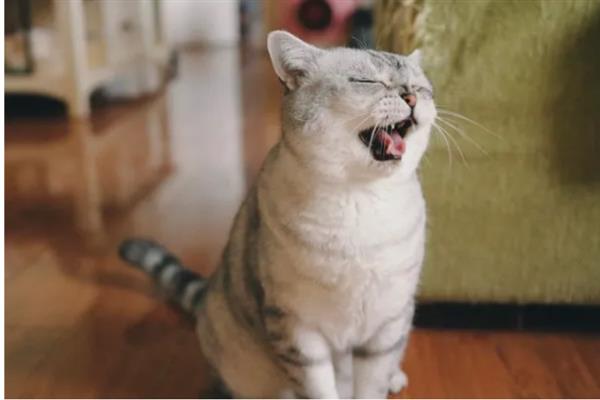 猫总打喷嚏的原因，主要包含季节因素、装修等