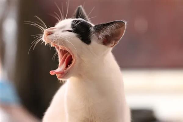 猫总打喷嚏的原因，主要包含季节因素、装修等