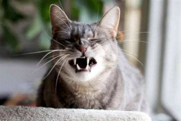 猫总打喷嚏的原因，主要包含季节因素、装修等