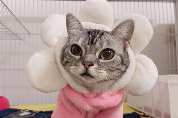 猫总打喷嚏的原因，主要包含季节因素、装修等
