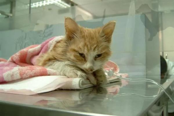 猫总打喷嚏的原因，主要包含季节因素、装修等