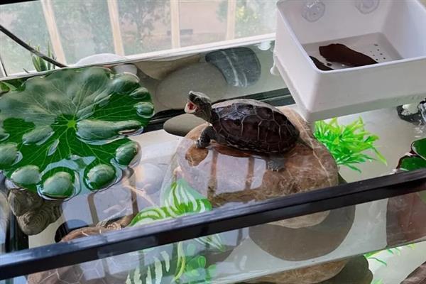 乌龟要不要保持适当的运动量，适当运动具有促进排泄、增强食欲等好处