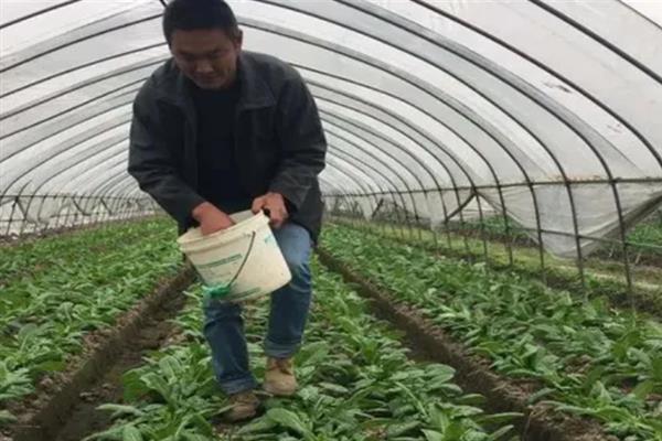 蔬菜什么时候嫁接，会受到品种的影响