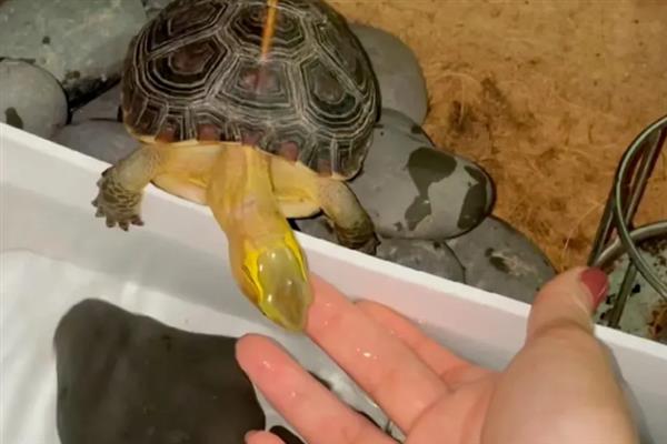 乌龟要不要保持适当的运动量，适当运动具有促进排泄、增强食欲等好处