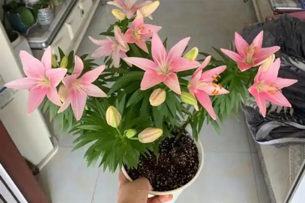 百合是多年生还是一年生，是多年生