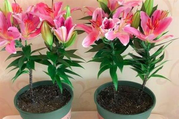 百合是多年生还是一年生，是多年生