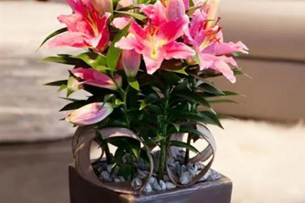 百合是多年生还是一年生，是多年生
