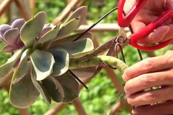 如何对多肉老桩盘造型，根据植株的形态去构建再适当修剪