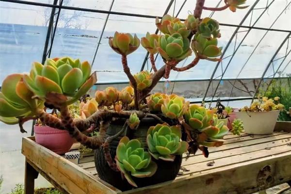 如何对多肉老桩盘造型，根据植株的形态去构建再适当修剪