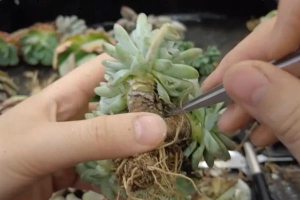 如何对多肉老桩盘造型，根据植株的形态去构建再适当修剪