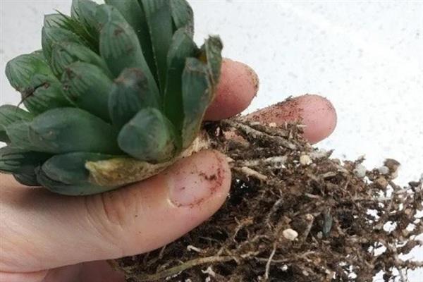 姬玉露如何养殖，适宜的生长温度为20-28℃
