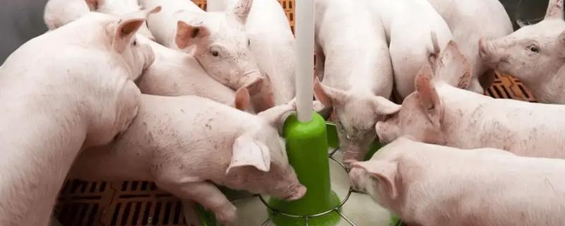 猪粮比6:1的意思，指6斤饲料可以让猪长1斤肉