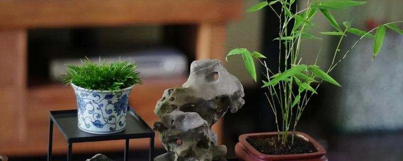 竹子的养殖方法，喜欢酸性或者中性的花土