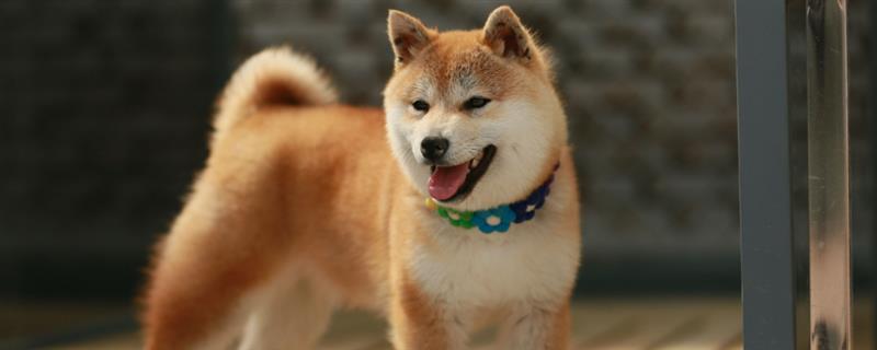 柴犬吃什么食物，主食都是狗粮