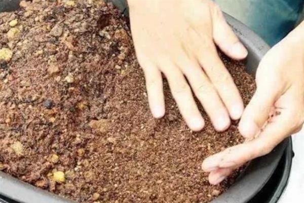 盆栽铁线蕨的养殖方法，夏季时要避免阳光灼伤叶片