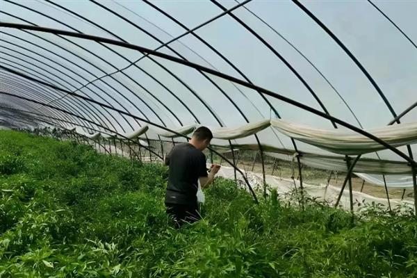 丝瓜瓜绢螟怎么防治，发现卷叶、蛀果可带到田外销毁