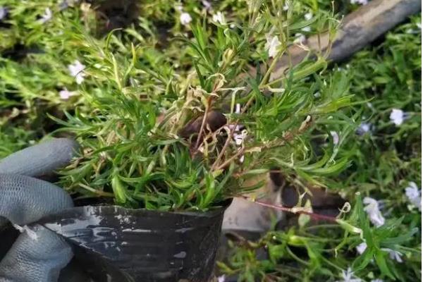 福禄考怎么种植，用高锰酸钾溶液浸种后再晾干播种