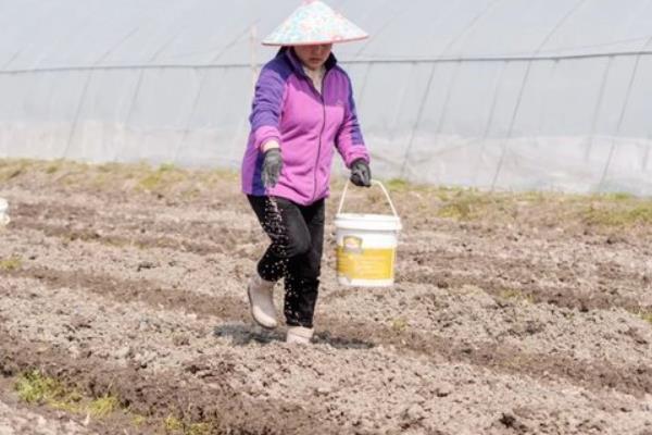 高粱的种植方法，播种深度通常是3-5cm