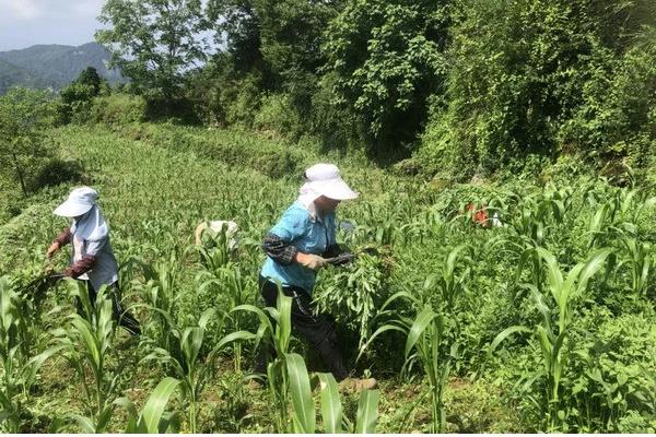 高粱的种植方法，播种深度通常是3-5cm
