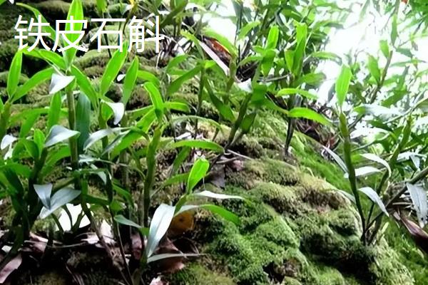 如何选择石斛，茎部呈圆柱形且柔软的铁皮石斛比较好