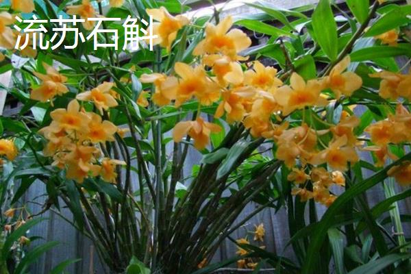 如何选择石斛，茎部呈圆柱形且柔软的铁皮石斛比较好