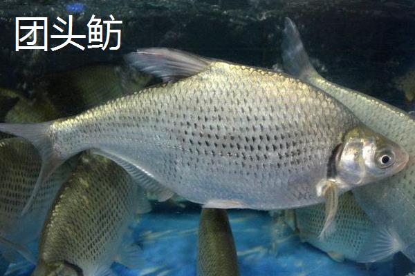 团头鲂和鳊鱼的区别，前者是鲂属鱼类、后者是鳊属鱼类