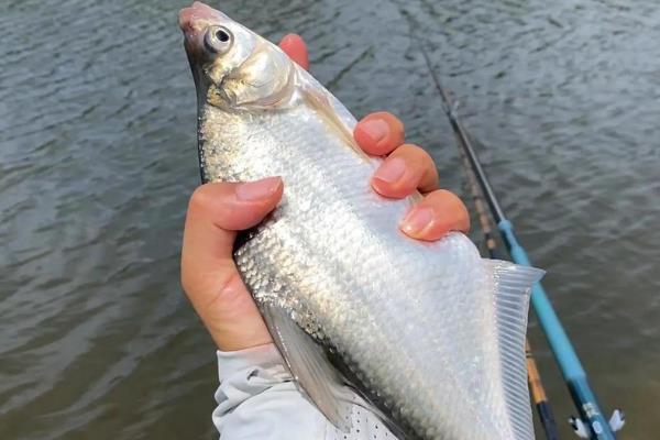 团头鲂和鳊鱼的区别，前者是鲂属鱼类、后者是鳊属鱼类