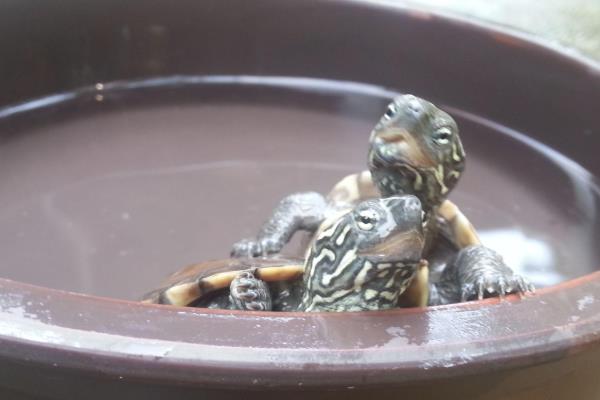 草龟怎样养出刀刻纹，最好选择让它们正常进入冬眠