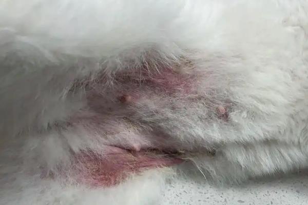 犬异位性皮炎的治疗方法，可喂服泼尼松、泼尼松龙等药物