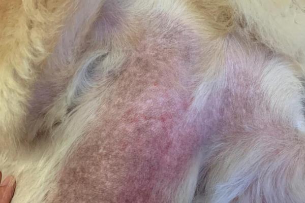 犬异位性皮炎的治疗方法，可喂服泼尼松、泼尼松龙等药物