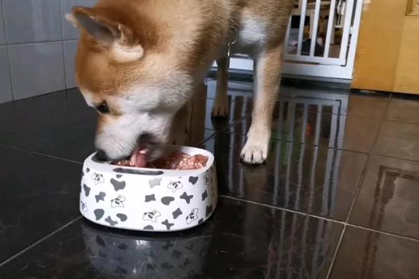 柴犬吃什么食物，主食都是狗粮