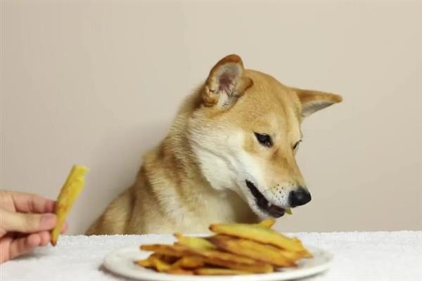柴犬吃什么食物，主食都是狗粮