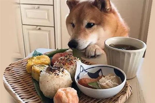 柴犬吃什么食物，主食都是狗粮