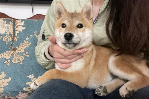 柴犬吃什么食物，主食都是狗粮