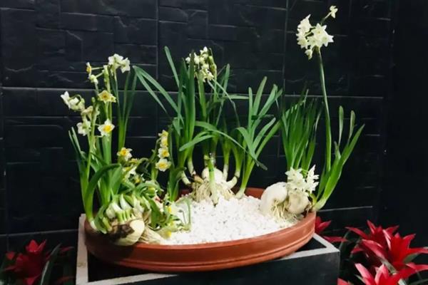 水仙有哪些风水作用，可生财、除晦等