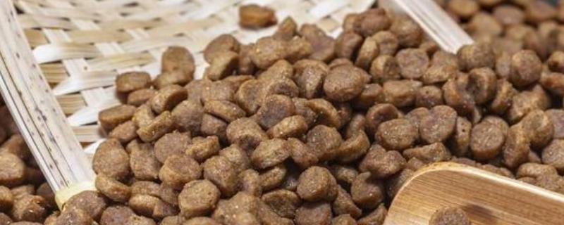 中型犬适合吃什么狗粮，推荐冠能、皇家等