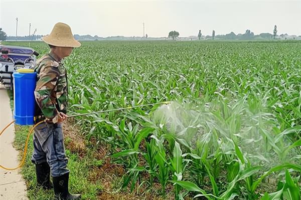玉米腊熟期持续时间，品种不同持续时间也会有区别