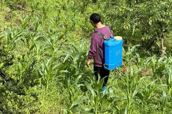 玉米腊熟期持续时间，品种不同持续时间也会有区别