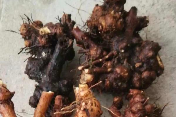 金荞麦的种植方法，将根茎切成小段后再播种