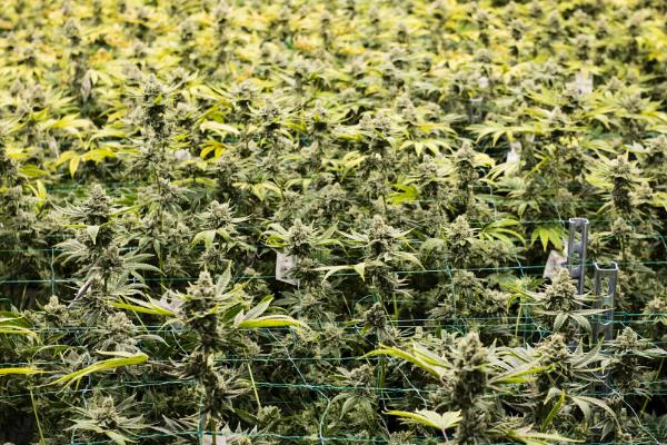 金荞麦的种植方法，将根茎切成小段后再播种