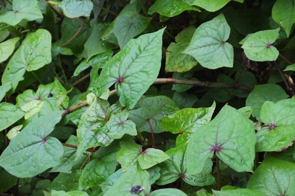金荞麦的种植方法，将根茎切成小段后再播种