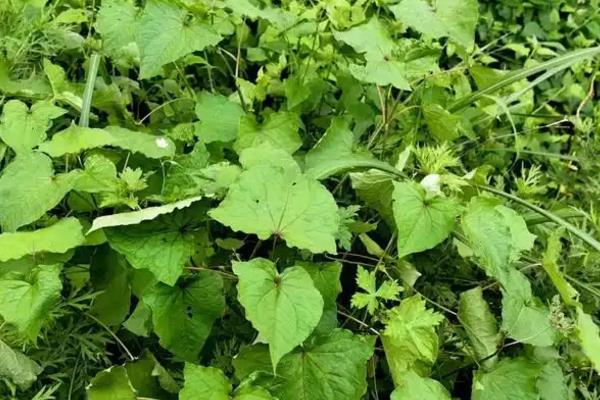 金荞麦的种植方法，将根茎切成小段后再播种