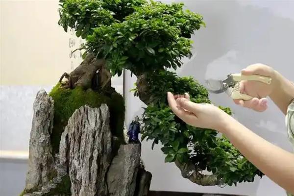 榕树盆景如何修剪，在生长发育期将新梢顶端幼嫩的部位去掉