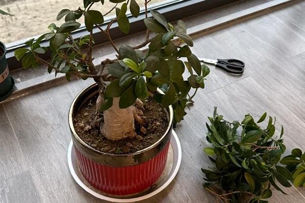 榕树盆景如何修剪，在生长发育期将新梢顶端幼嫩的部位去掉