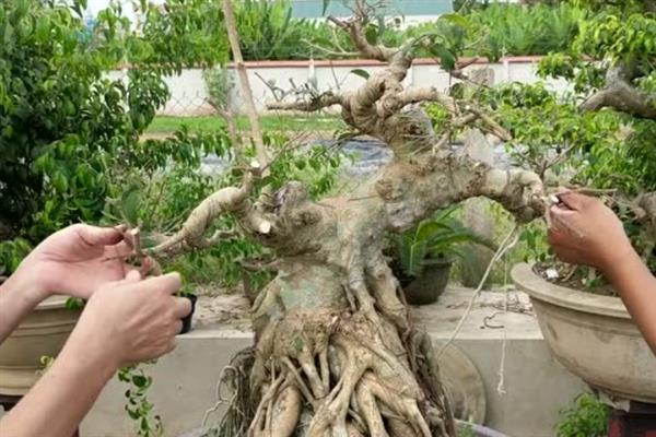榕树盆景如何修剪，在生长发育期将新梢顶端幼嫩的部位去掉