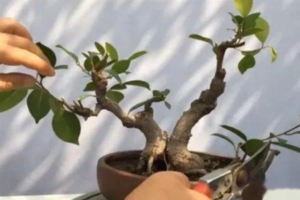 榕树盆景如何修剪，在生长发育期将新梢顶端幼嫩的部位去掉