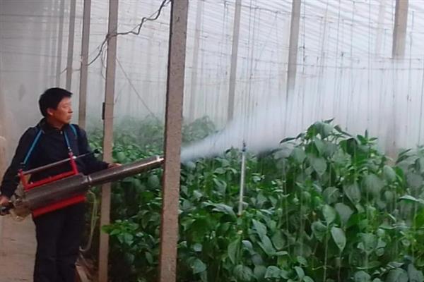 大棚蔬菜怎么防治小菜蛾，避免与十字花科蔬菜连作可减少虫源