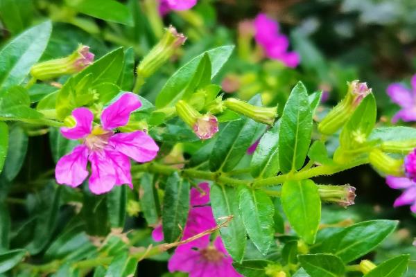 雪茄花怎么养殖，将温度保持在18-28℃可促进生长